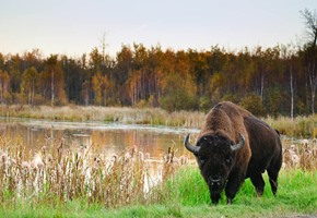 Elk Island National Park