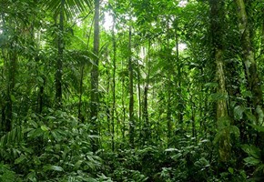 The secret wildlife of South-East Asia